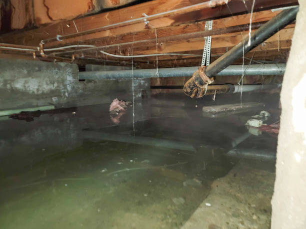 Best Flood restoration services  in East Peoria, IL